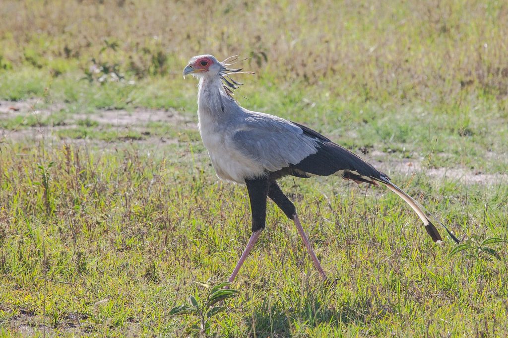 3 Days Bird Watching: Nairobi National park, Lake Naivasha. safari view 4