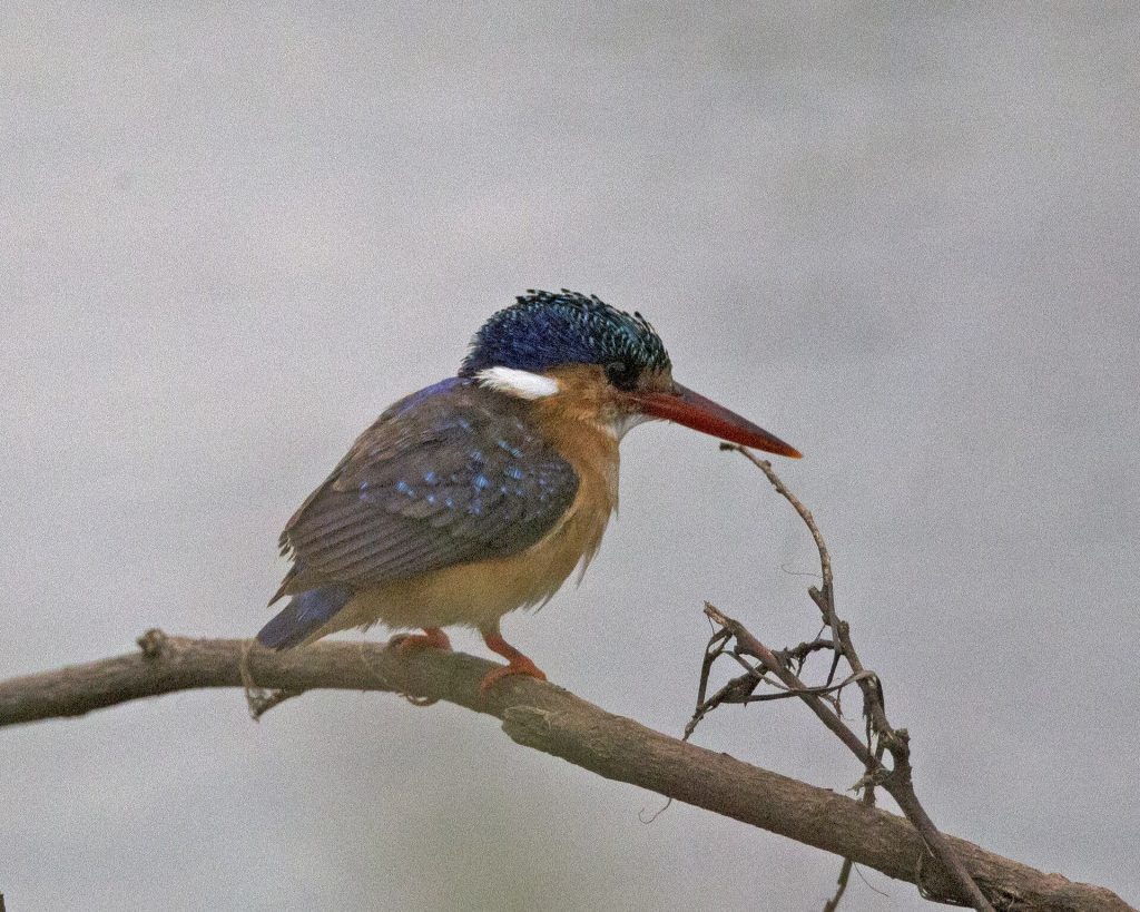 3 Days Bird Watching: Nairobi National park, Lake Naivasha. safari view 3