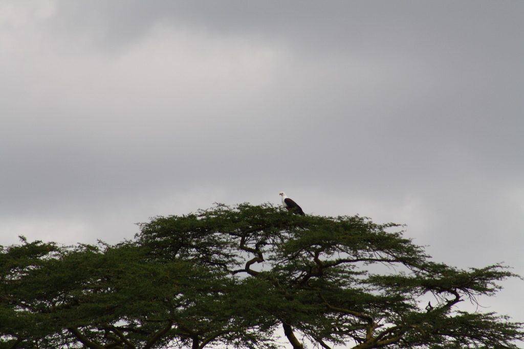 3 Days Bird Watching: Nairobi National park, Lake Naivasha. safari view 2