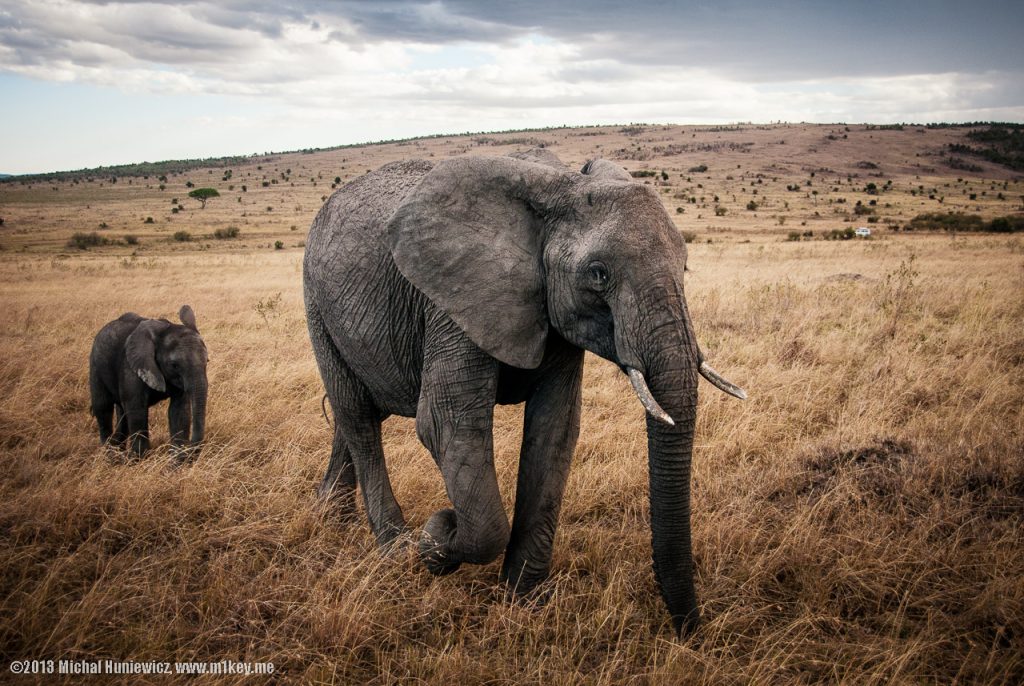 3 Days Masai Mara National Reserve Air Safari safari view 4