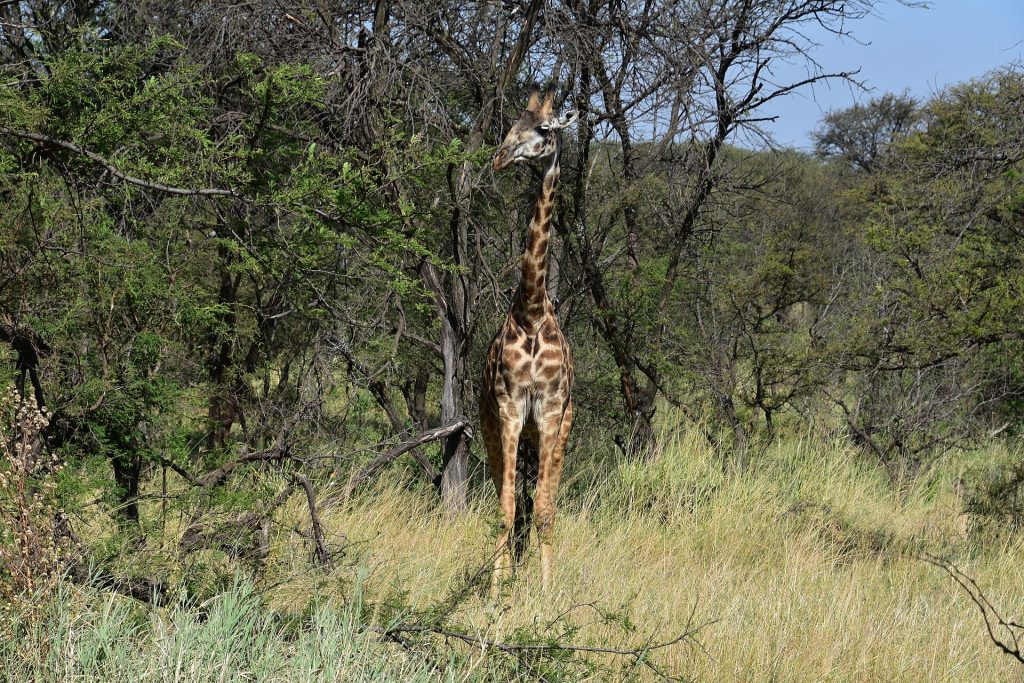 3 Days Ngorongoro Crater Tanzania Safari safari view 4