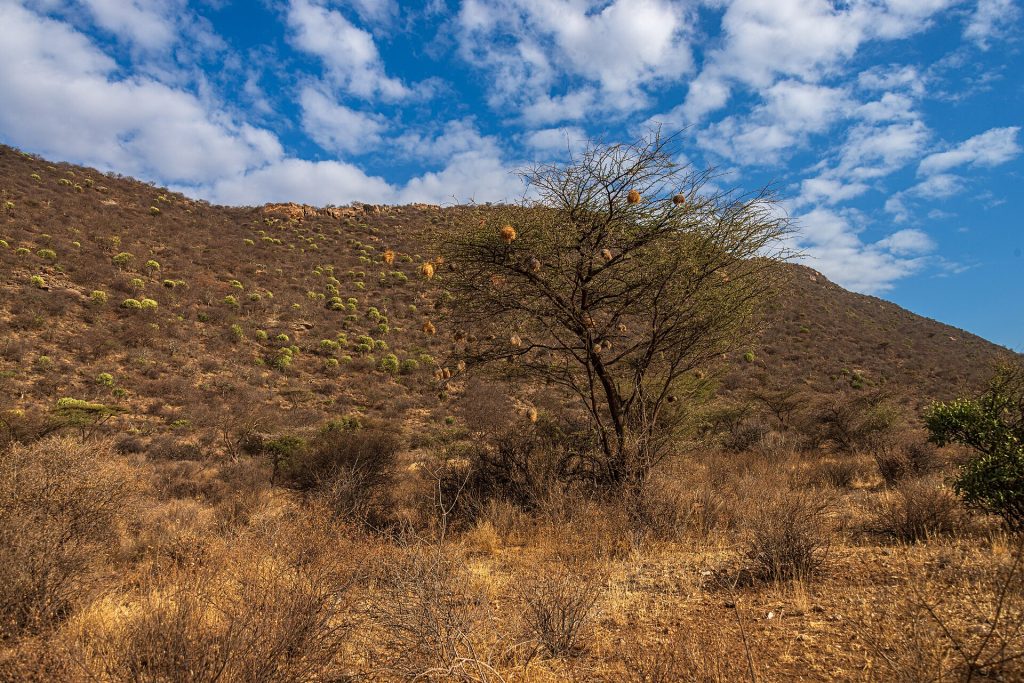 3 Days Samburu National Reserve Lodge Safari safari view 4