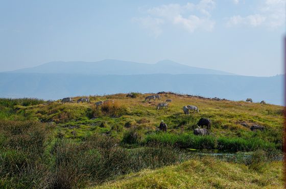 3 Days Tarangire National Park & Ngorongoro Safari