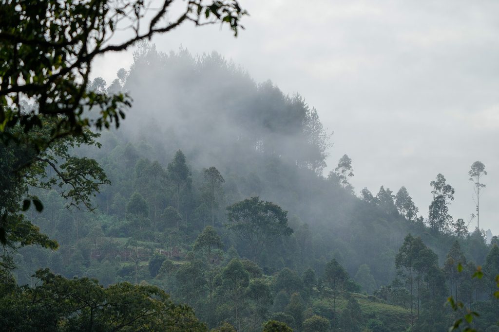 3 Days Uganda Gorilla Safari to Bwindi gallery image 1