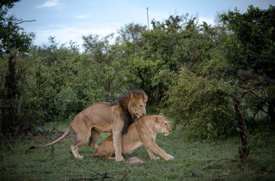4 Days Explore Masai Mara Luxury Safari