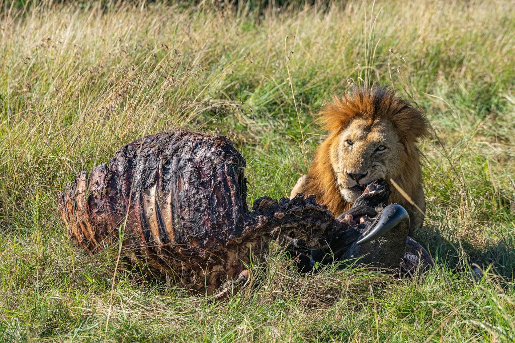 4 Days Explore Masai Mara Luxury Safari safari view 2