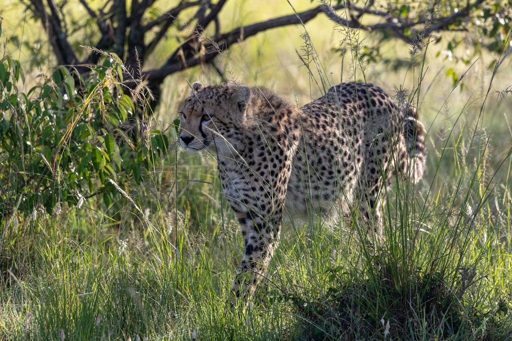4 Days Explore Masai Mara Luxury Safari safari view 3