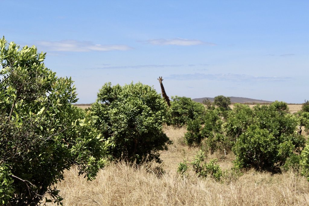 4 Days Explore Masai Mara Luxury Safari safari view 4
