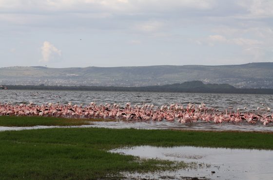 4 Days Maasai Mara & Lake Nakuru Lodge Safari