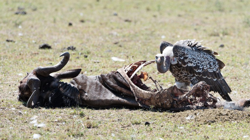 4 Days Serengeti National Park & Ngorongoro Safari