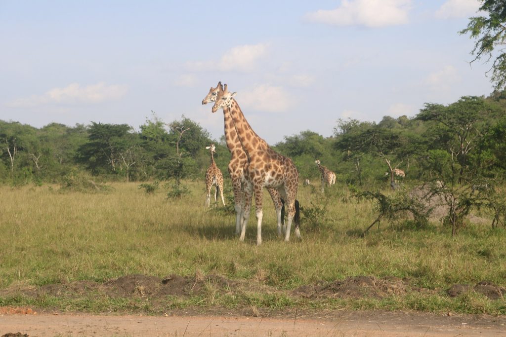 4 Days Uganda Gorilla Trekking & Wildlife Safari safari view 2