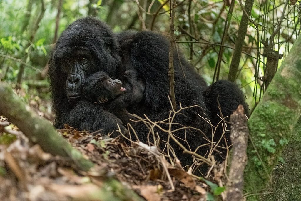 4 Days Uganda Gorilla Trekking & Wildlife Safari safari view 3