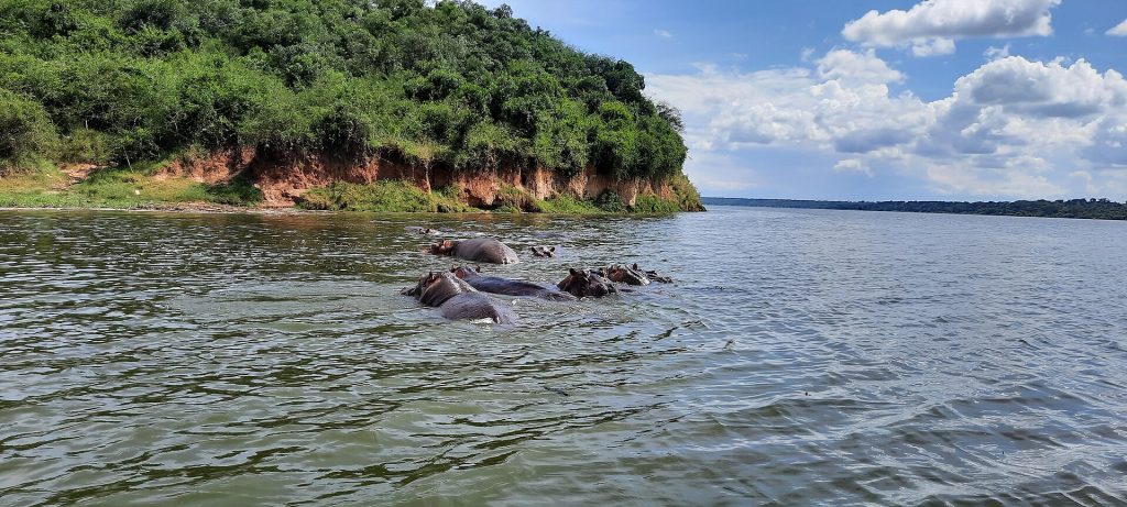 4 Days Uganda Gorilla Trekking in Bwindi & Wildlife safari in Queen Elizabeth