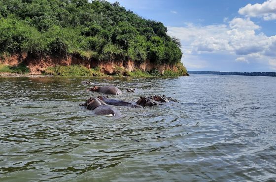 4 Days Uganda Gorilla Trekking in Bwindi & Wildlife safari in Queen Elizabeth