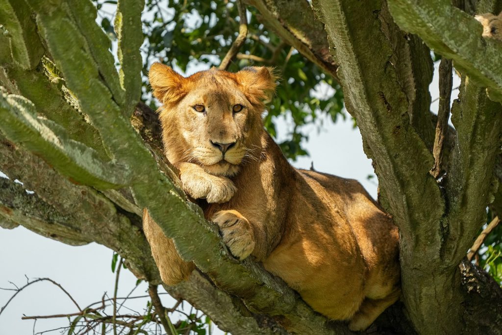 4 Days Uganda Gorilla Trekking in Bwindi & Wildlife safari in Queen Elizabeth safari view 2