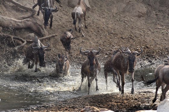 5 Days Lake Manyara, Ngorongoro & Serengeti Safari