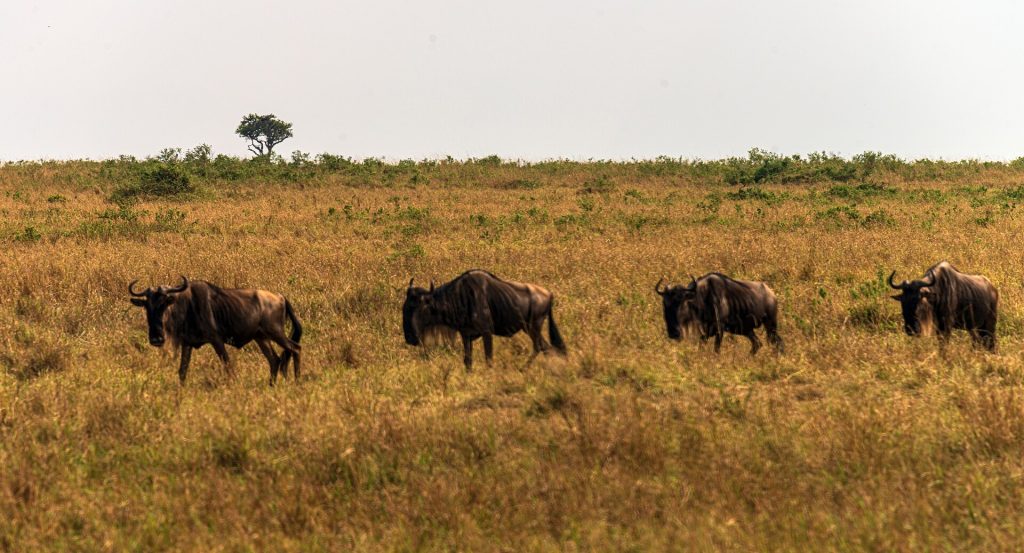 5 Days Lake Nakuru & Masai Mara Wildebeest Migration Safari gallery image 1
