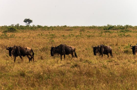 5 Days Lake Nakuru & Masai Mara Wildebeest Migration Safari