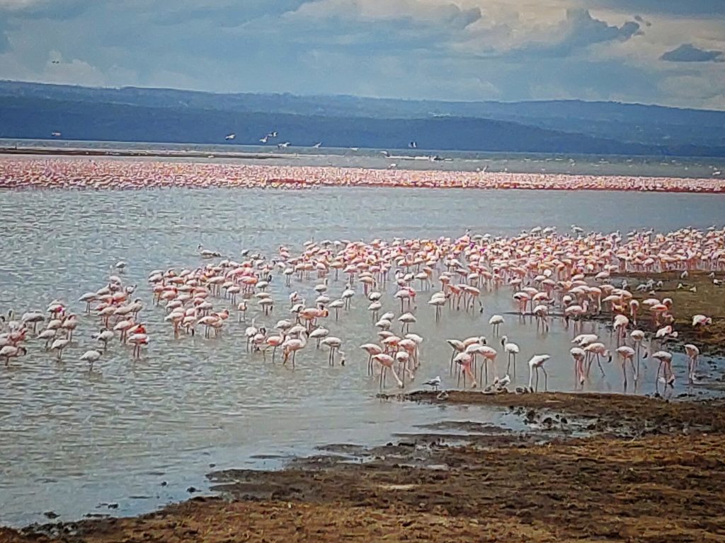 5 Days Lake Nakuru & Masai Mara Wildebeest Migration Safari safari view 4