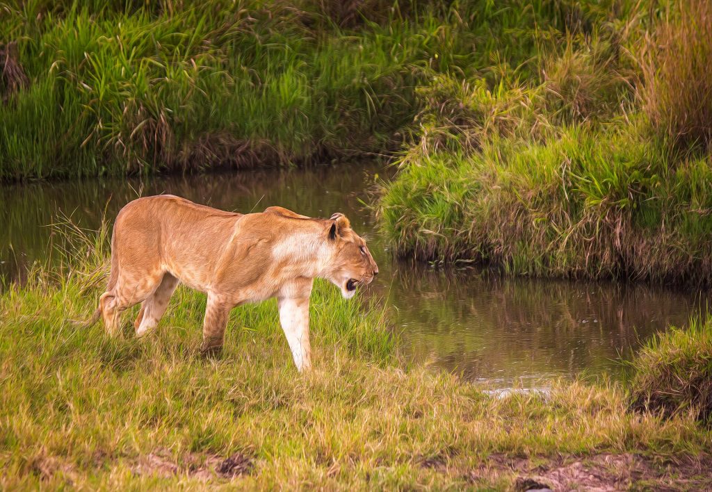 5 Days Lake Nakuru & Masai Mara Wildebeest Migration Safari safari view 3
