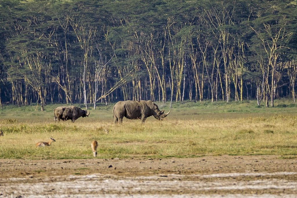 5 Days Lake Nakuru & Masai Mara Wildebeest Migration Safari safari view 2