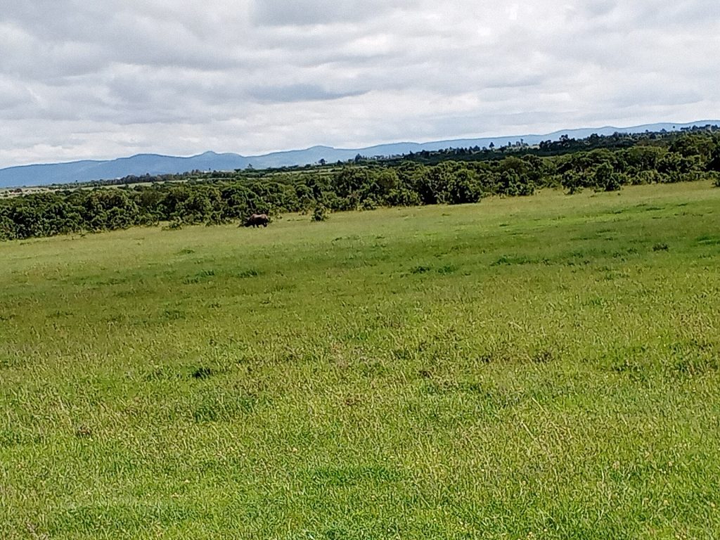 5 Days Ol Pejeta Conservancy & Samburu Honeymoon Safari safari view 3