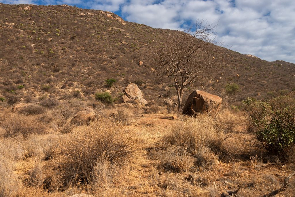 5 Days Ol Pejeta Conservancy & Samburu Honeymoon Safari safari view 2