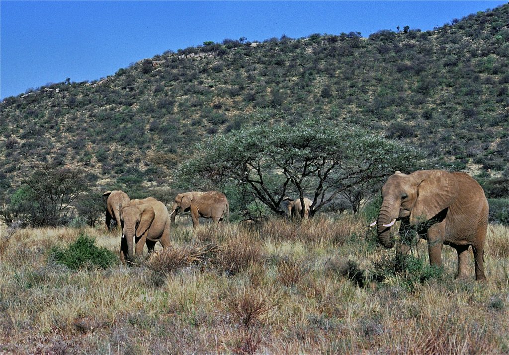 5 Days Ol Pejeta Conservancy & Samburu Honeymoon Safari