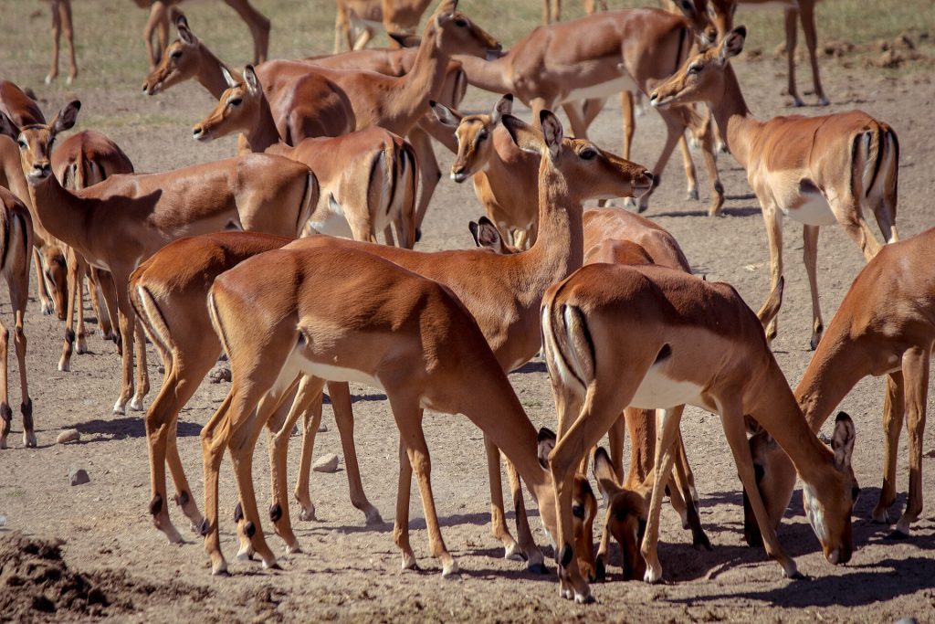 5 Days Ol Pejeta Conservancy & Samburu Honeymoon Safari safari view 4
