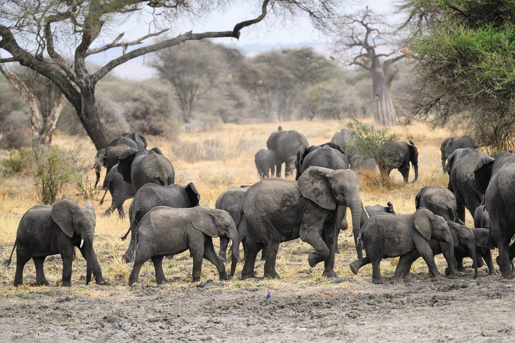 6 Days Manyara, Serengeti, Ngorongoro & Tarangire Safari safari view 3