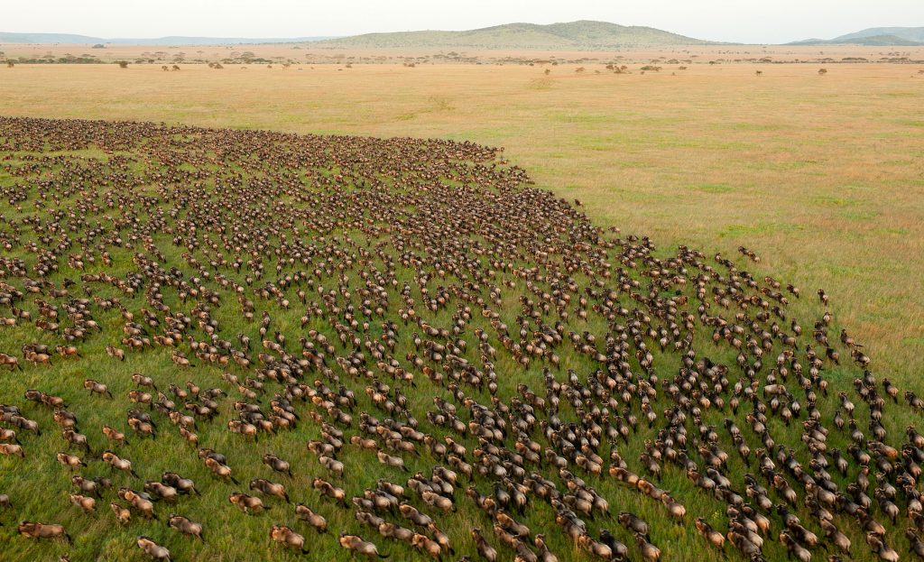 6 Days Manyara, Serengeti, Ngorongoro & Tarangire Safari