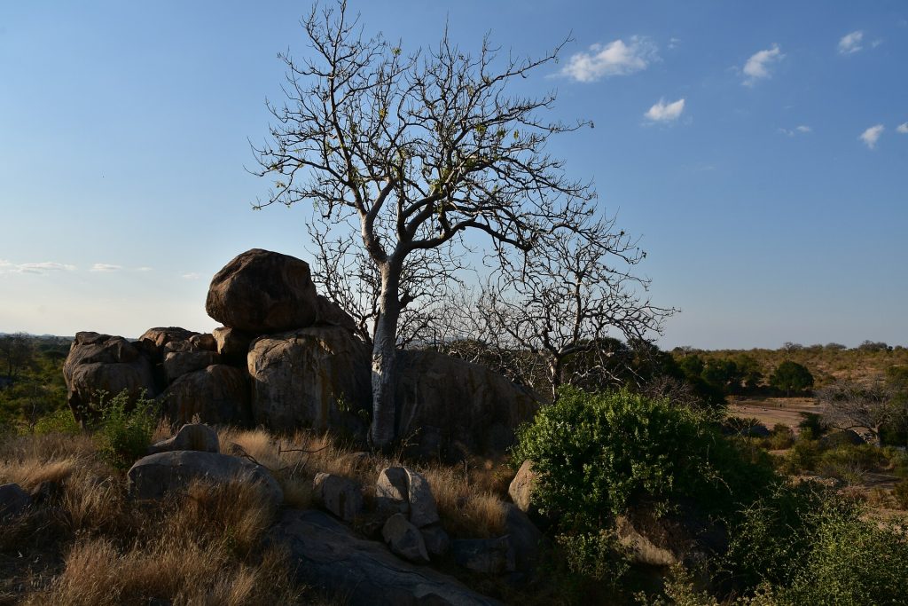 6 Days Manyara, Serengeti, Ngorongoro & Tarangire Safari safari view 4