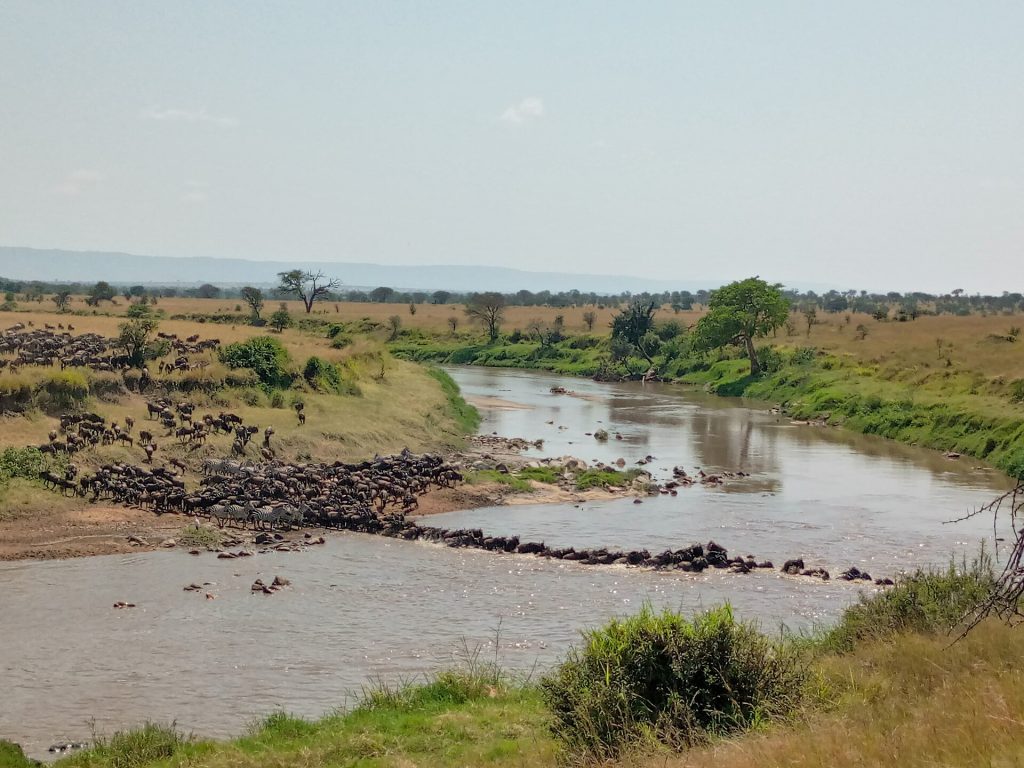 6 Days Masai Mara, Serengeti & Ngorongoro Migration Safari safari view 2