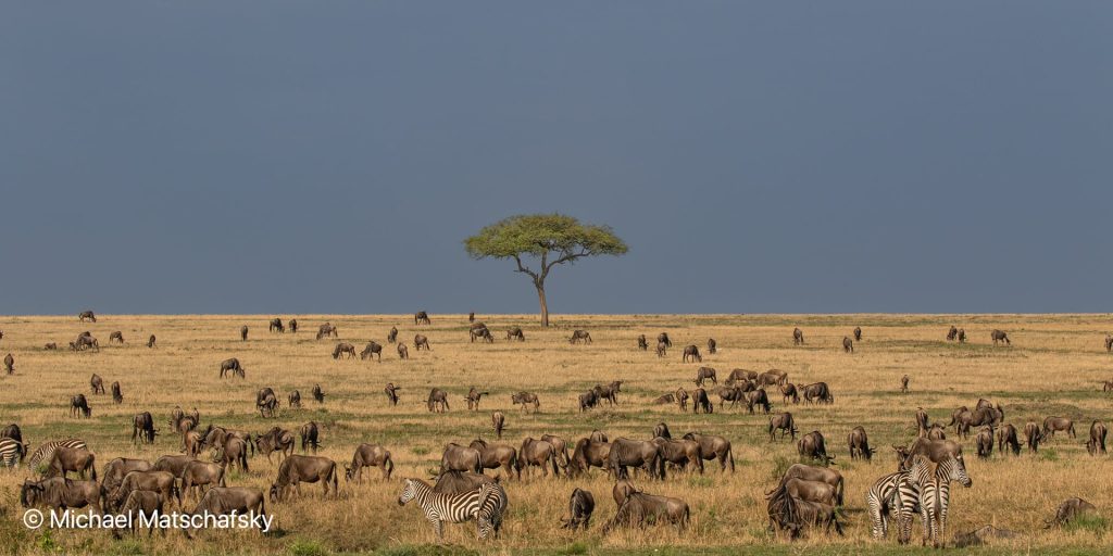 6 Days Masai Mara, Serengeti & Ngorongoro Migration Safari (Copy) safari view 2