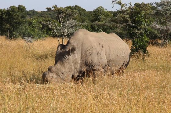 6 Days Samburu, Sweetwaters, Lake Nakuru & Masai Mara Luxury Safari