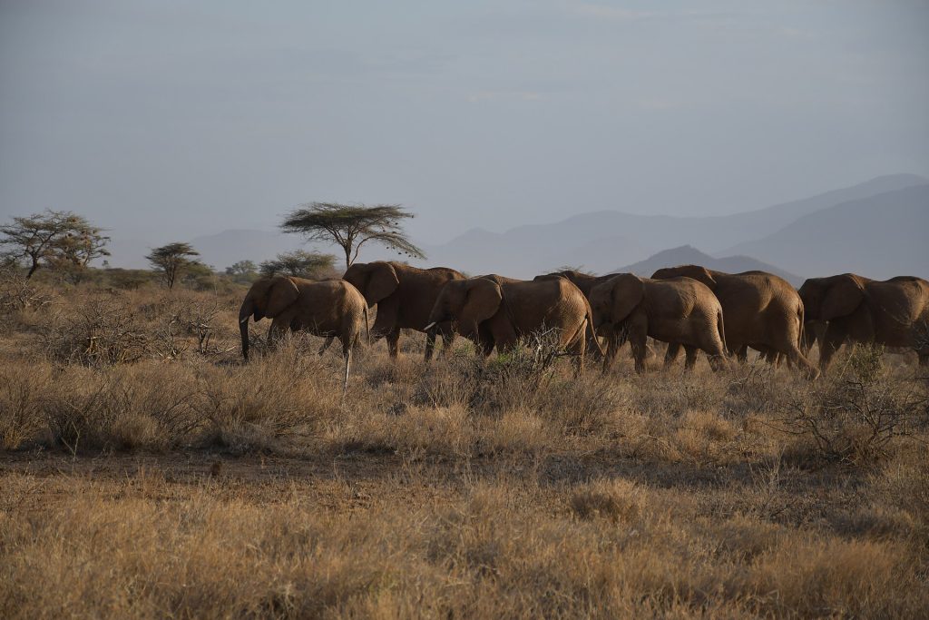 6 Days Samburu, Sweetwaters, Lake Nakuru & Masai Mara Luxury Safari safari view 2