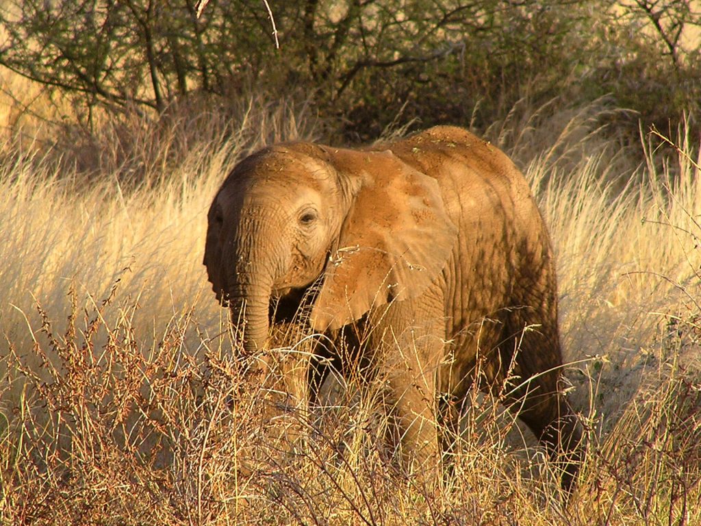 7 Days Kenya Air Safari: Amboseli, Samburu & Masai Mara