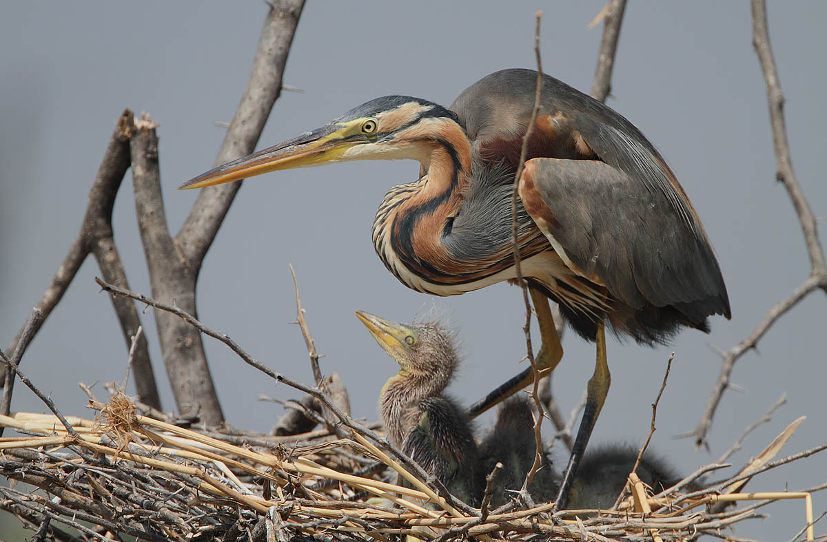 7 Days Kenya Birding Watching Safari