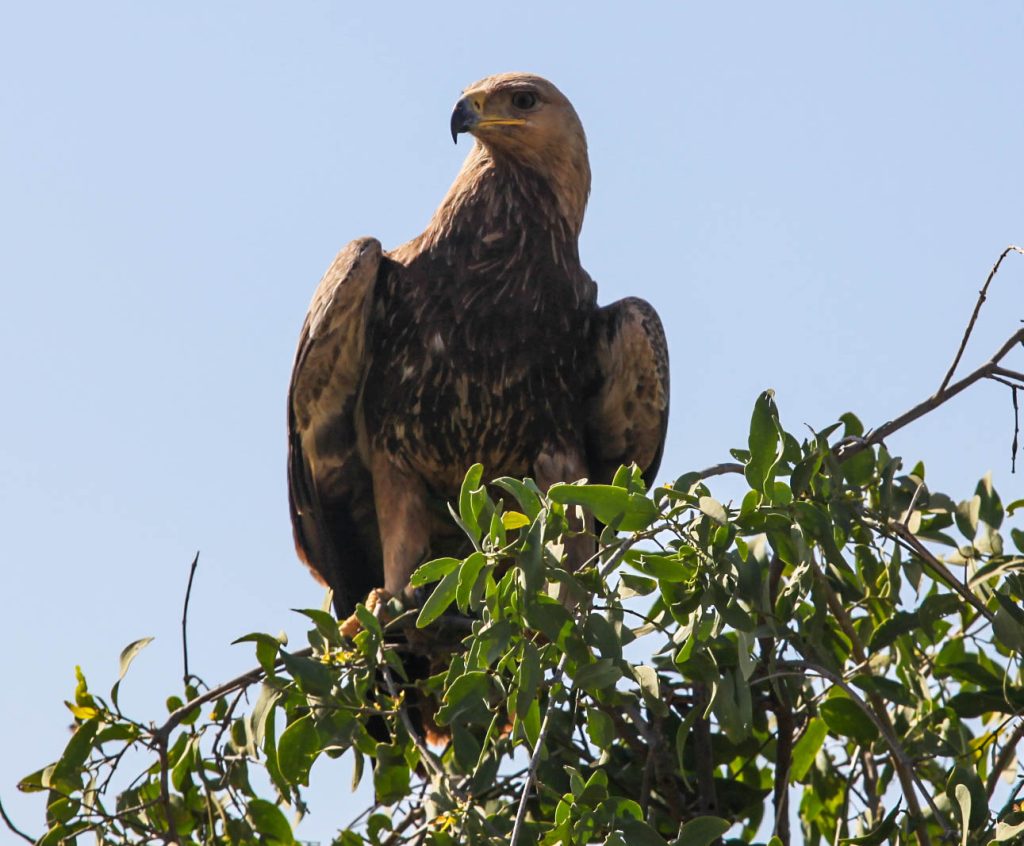 7 Days Samburu, Lake Nakuru & Masai Mara Luxury Safari