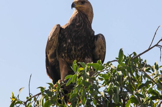 7 Days Samburu, Lake Nakuru & Masai Mara Luxury Safari