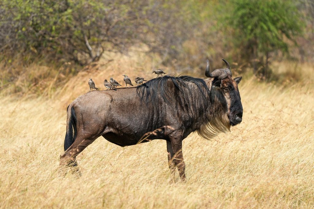 8 Days Masai Mara, Lake Manyara, Ngorongoro & Serengeti African Safari safari view 2