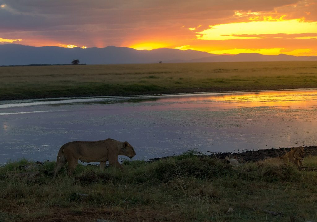 8 Days Nakuru, Masai Mara, Serengeti, Ngorongoro & Amboseli Safari