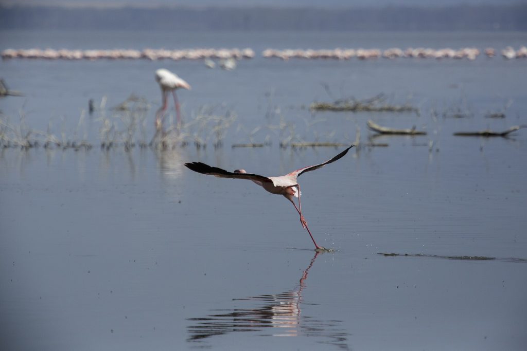 8 Days Nakuru, Masai Mara, Serengeti, Ngorongoro & Amboseli Safari safari view 2
