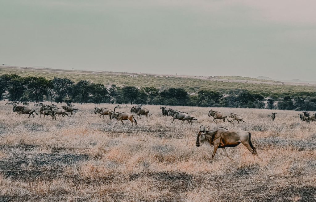 9 Days Arusha, Manyara, Serengeti, Ngorongoro & Tarangire Safari