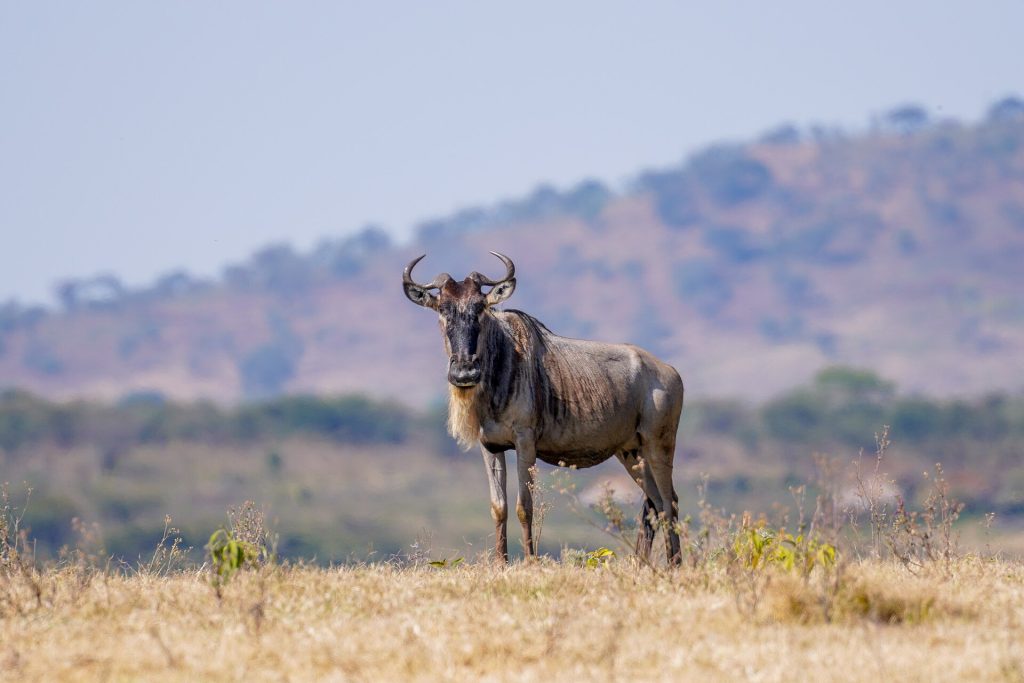 9 Days Masai Mara, Lake Nakuru, Manyara, Ngorongoro & Serengeti Budget Safari safari view 4