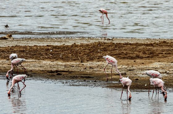 9 Days Masai Mara, Lake Nakuru, Manyara, Ngorongoro & Serengeti Budget Safari