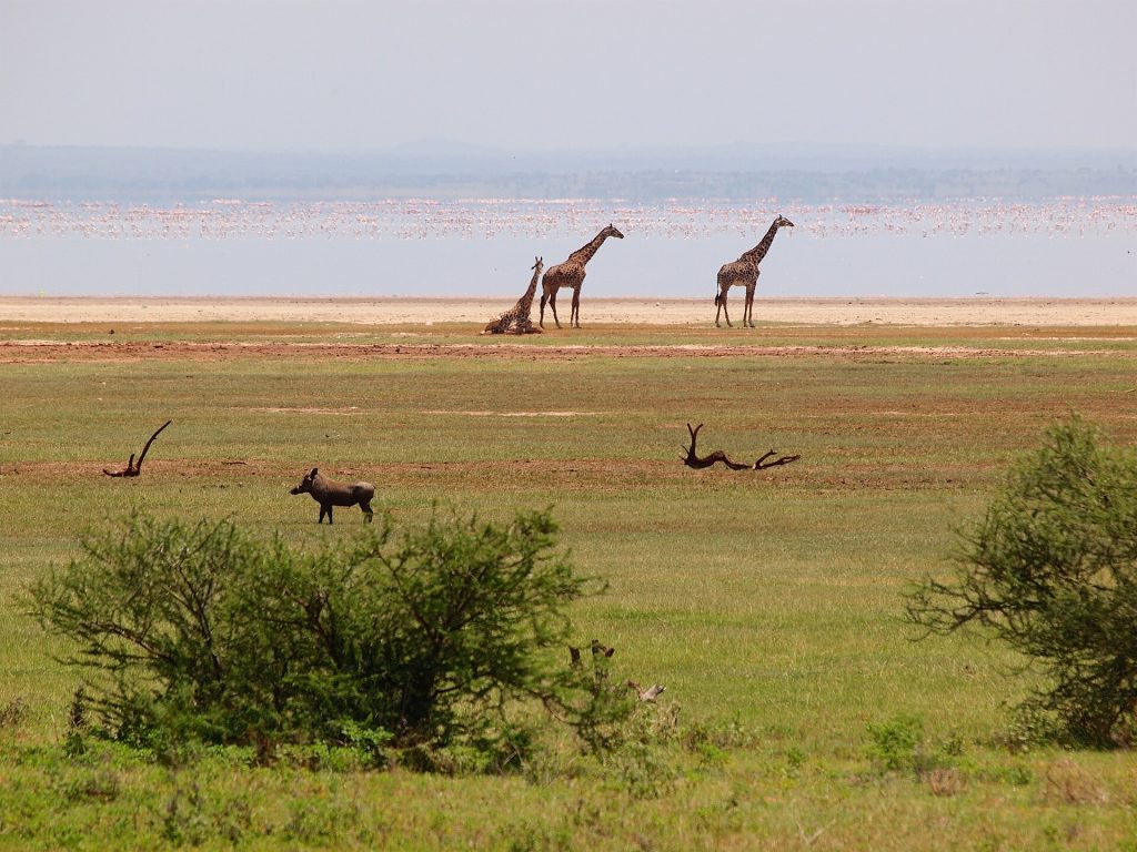 9 Days Masai Mara, Lake Nakuru, Manyara, Ngorongoro & Serengeti Budget Safari safari view 3