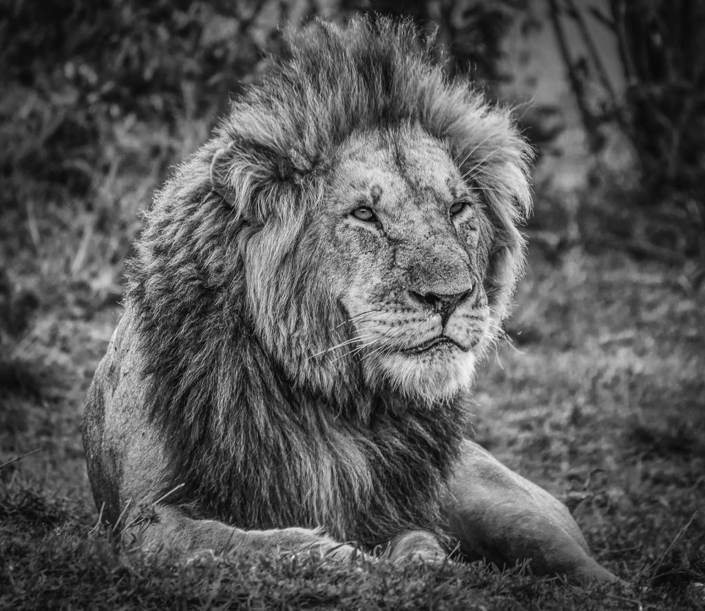 9 Days Masai Mara, Lake Nakuru, Manyara, Ngorongoro & Serengeti Budget Safari safari view 2
