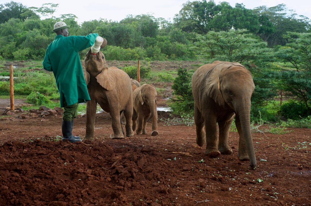 David Sheldrick Elephant Orphanage & Giraffe Center Day Tour
