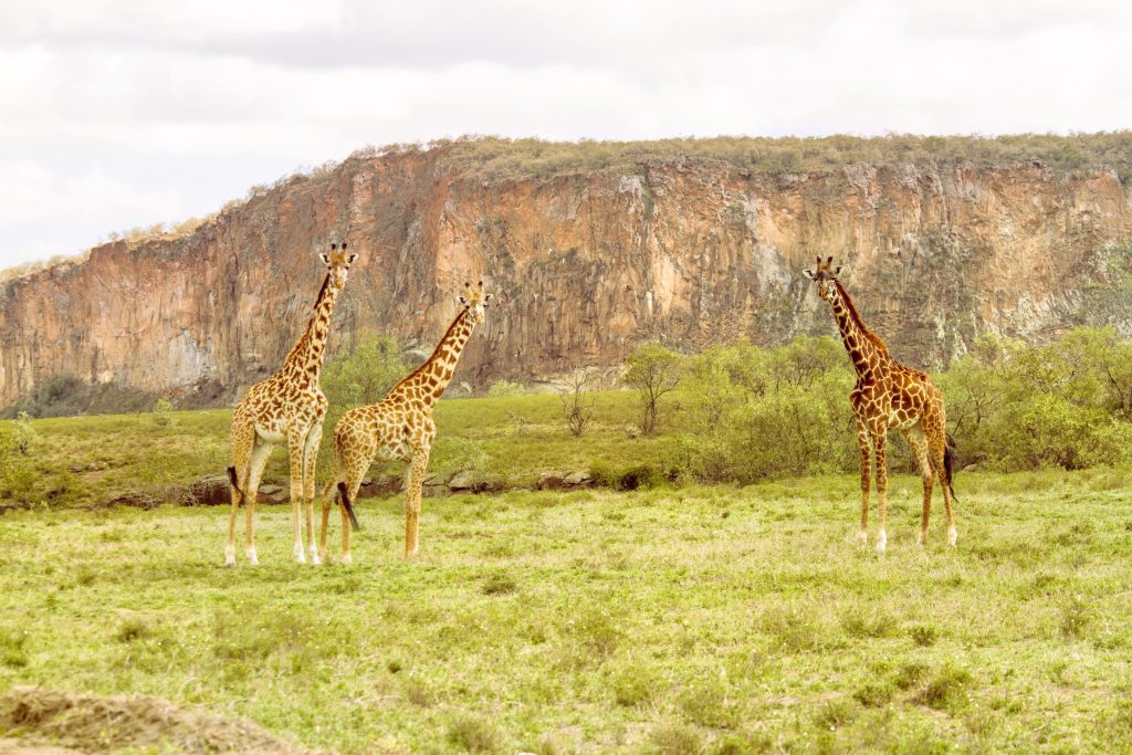 4 Days Masai Mara, Lake Naivasha & Hells Gate Budget Safari safari view 4